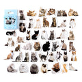 Cute assorted kitty selfie and cat portrait stickers for kawaii bullet journal decoration