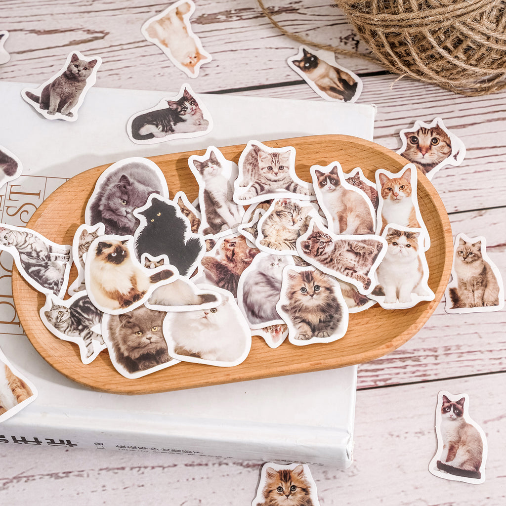 Kitty selfie stickers 45 piece set with realistic orange cat poses for journaling and scrapbooking