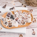 Kitty selfie stickers 45 piece set with realistic orange cat poses for journaling and scrapbooking