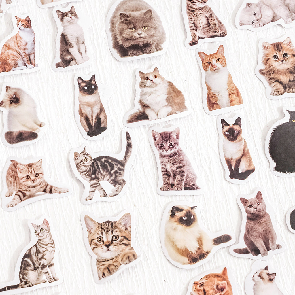Realistic kitty selfie sticker collection showing 45 adorable cat poses in various expressions and positions
