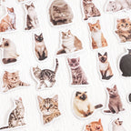 Realistic kitty selfie sticker collection showing 45 adorable cat poses in various expressions and positions