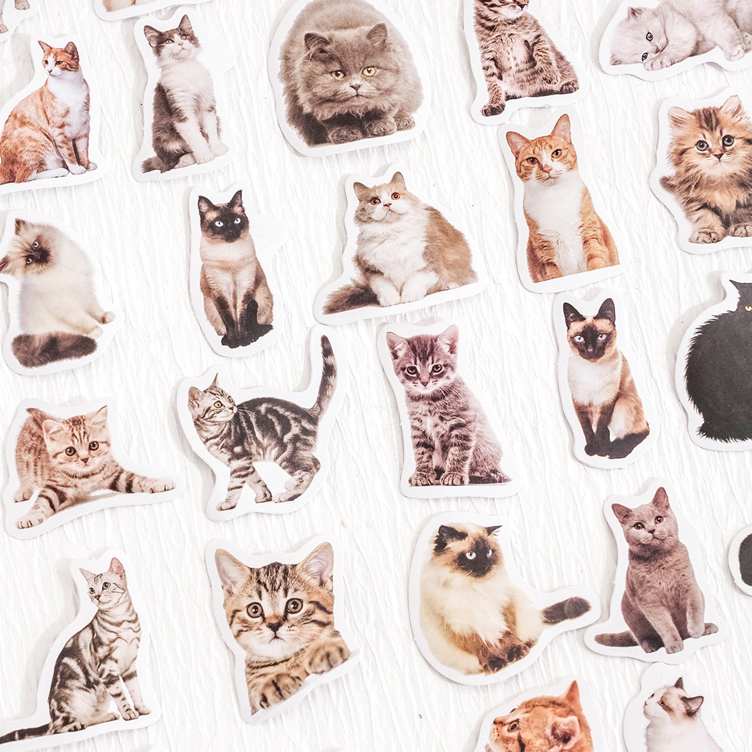 Realistic kitty selfie sticker collection showing 45 adorable cat poses in various expressions and positions