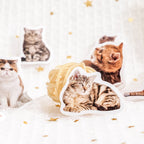 Close-up of 45pc kitty selfie stickers featuring cute orange cats in playful and realistic poses