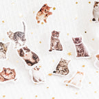 Kitty selfie sticker set with 45 realistic cat illustrations perfect for journaling and pet lover gifts